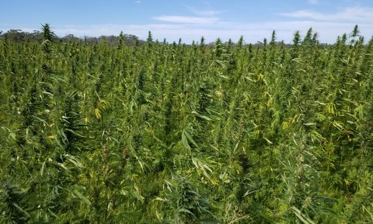 Agcom Pty Ltd | Australian Hemp Industry | Hemp Plant | Hemp Farming