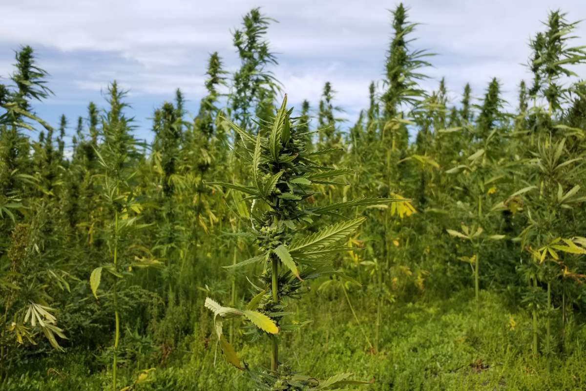 Agcom Pty Ltd | Hemp Plant | Hemp Farming