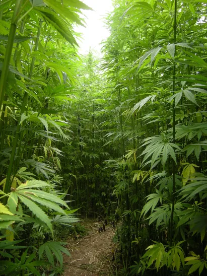 Agcom | Hemp Farming | Hemp Forest